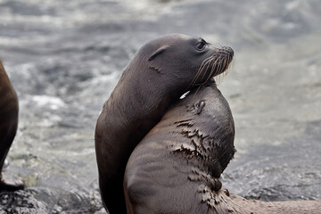 the playful and social nature of Gal&aacute;pagos sea lions (Zaldivarphus wollebaeki) on the shores of Isabela Island. Known as the "welcoming committee" of the archipelago, these charismatic marine mammals 