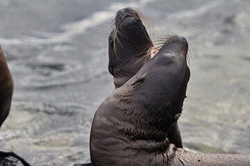 the playful and social nature of Gal&aacute;pagos sea lions (Zaldivarphus wollebaeki) on the shores of Isabela Island. Known as the "welcoming committee" of the archipelago, these charismatic marine mammals 