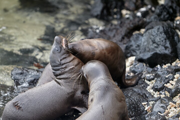 the playful and social nature of Gal&aacute;pagos sea lions (Zaldivarphus wollebaeki) on the shores of Isabela Island. Known as the "welcoming committee" of the archipelago, these charismatic marine mammals 