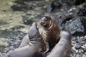 the playful and social nature of Gal&aacute;pagos sea lions (Zaldivarphus wollebaeki) on the shores of Isabela Island. Known as the "welcoming committee" of the archipelago, these charismatic marine mammals 