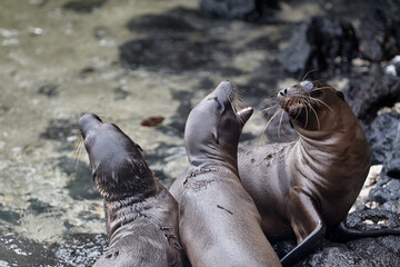 the playful and social nature of Gal&aacute;pagos sea lions (Zaldivarphus wollebaeki) on the shores of Isabela Island. Known as the "welcoming committee" of the archipelago, these charismatic marine mammals 