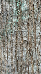 Obraz premium wood texture