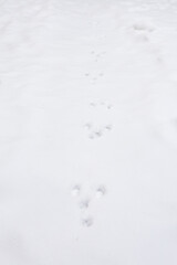 świeże ślady kr&oacute;lika na śniegu.