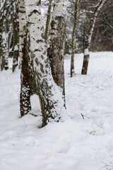 snow on a tree&rsquo;s bark