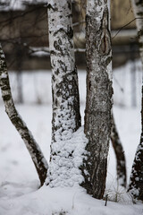 snow on a tree&rsquo;s bark