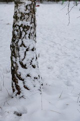śnieg na korze drzewa