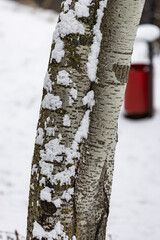 a tree covered with snow