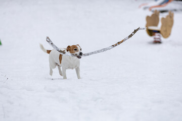 terrier bawi się długim patykiem na śniegu  © workszop