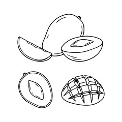 Hand drawn sketch of mango. Vector mango, piece of mango, slice of mango. Vector illustration