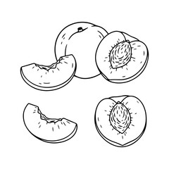 Hand drawn Sliced Peach Sketch illustration