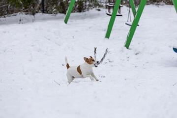 mały piesek bawi się długim patykiem na świeżym śniegu