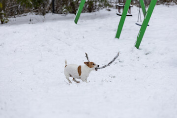 terrier bawi się długim patykiem na śniegu  © workszop