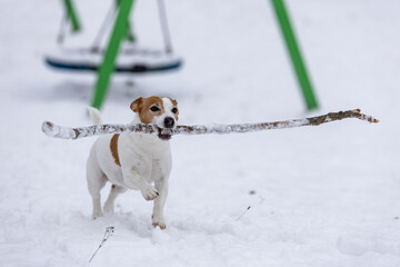 mały piesek bawi się długim patykiem na świeżym śniegu