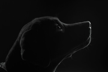 Elegant dog silhouette in black and white. Dramatic low-key profile portrait of a loyal pet looking up with hope. Fine art studio shot