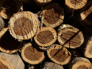 Stacked dry firewood logs with rough bark and visible annual rings in natural sunlight