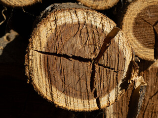 Close-up of a cracked tree log cross-section showing detailed annual growth rings and rough bark