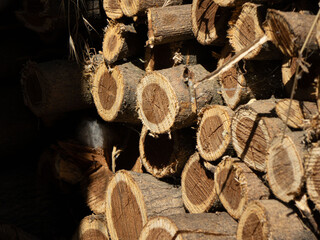 Stacked dry firewood logs with rough bark and visible annual rings in natural sunlight