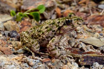 Lusitanian parsley frog // Portugiesischer Schlammtaucher (Pelodytes atlanticus) - Carrapateira, Portugal