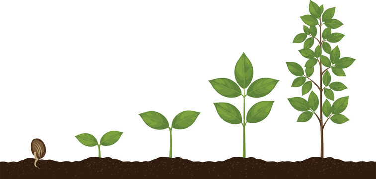 Plant Growth Stages Icon Set with Seed Germination to Tree Development Process Illustration Symbols for Gardening and Nature Vector Designs