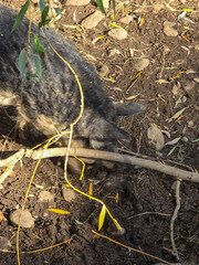 Mangalica woolly pig digging in autumn soil