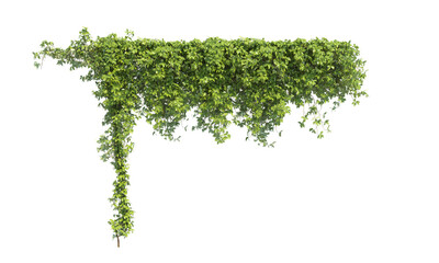 Parthenocissus Quinquefolia png alpha channel green frame