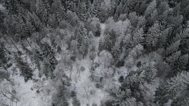 Winter Drone Flight Over Snowy Pine Forest in Thuringian Mountains, Germany, 4K
