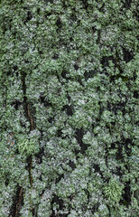 Gr&uuml;ne Flechten an einer Baumrinde im Schwatzen Moor, Rh&ouml;n, Bayern, Deutschland