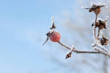 red berries in snow. Winter day landscape. Red berries on a white background. Rose hips on a background of snow