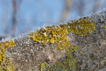 moss on tree. snow covered branches of a tree. snow covered branches. frost on a tree branch. white frost falls from tree branches against the sky. Frost-covered moss on a tree branch.