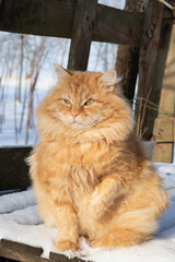 portrait of a cat, red cat close-up on a white background. portrait of a red cat on a winter day. red cat close-up on a snow background