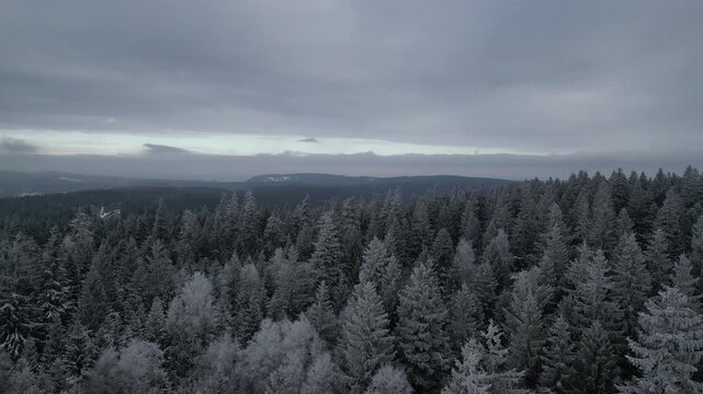 Winter Drone Flight Over Snowy Pine Forest in Thuringian Mountains, Germany, 4K