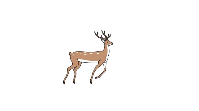 Deer Illustration Animation Video