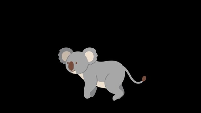 Koala Illustration Animation Video