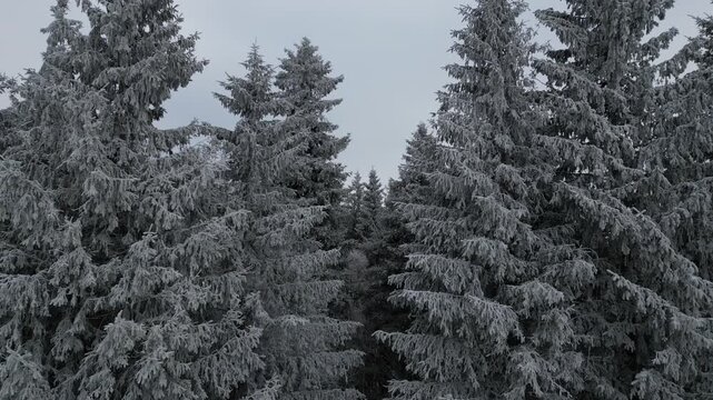 Winter Drone Flight Over Snowy Pine Forest in Thuringian Mountains, Germany, 4K