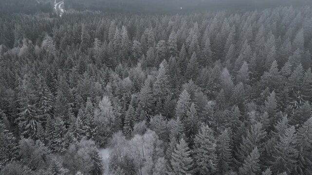 Winter Drone Flight Over Snowy Pine Forest in Thuringian Mountains, Germany, 4K