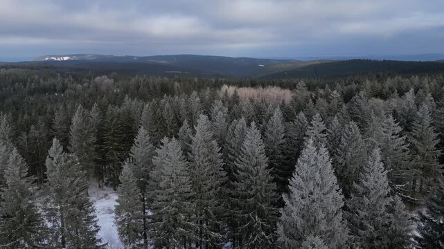 Winter Drone Flight Over Snowy Pine Forest in Thuringian Mountains, Germany, 4K