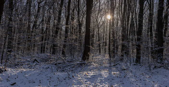 for&ecirc;t sous la neigeant plein hiver, soleil qui perce entre les branches. Image panoramique