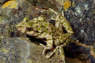 Sapinho-de-verrugas-verdes-lusit&acirc;nico // Portugiesischer Schlammtaucher (Pelodytes atlanticus) - Carrapateira, Portugal