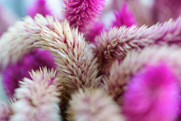 Fluffy purple and beige floral spikes of Celosia fill the frame, creating soft textures and a...
