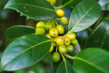 Close-up of glossy green leaves and small unripe berries growing on a bush in bright natural light