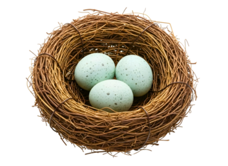 Bird nest with three blue eggs isolated on transparent background