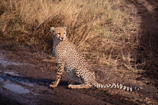 cheetah or acinonyx jubatus in serengeti wilderness of tanzania