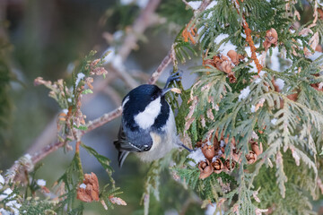 Close-up portrait of a coal tit (Periparus ater) perched on a thuja branch, holding a thuja seed in its beak on a cloudy winter day. © Mariia