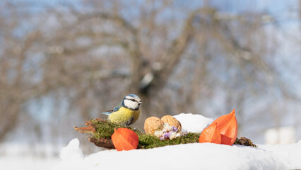 birds in the snow. tit eating a nut in the snow. tit in the snow on a winter day. tit on a white background in the garden on a winter day © Sirochuk