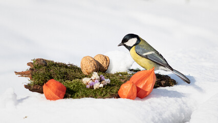 birds in the snow. tit eating a nut in the snow. tit in the snow on a winter day. tit on a white background in the garden on a winter day © Sirochuk