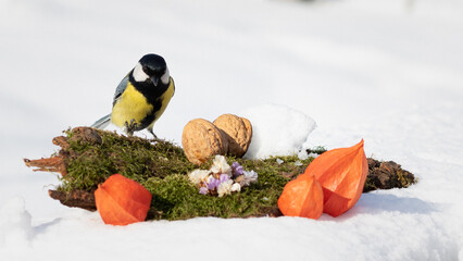 birds in the snow. tit eating a nut in the snow. tit in the snow on a winter day. tit on a white background in the garden on a winter day