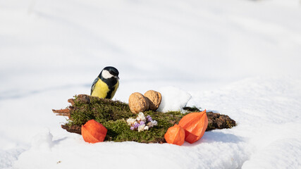 birds in the snow. tit eating a nut in the snow. tit in the snow on a winter day. tit on a white background in the garden on a winter day © Sirochuk