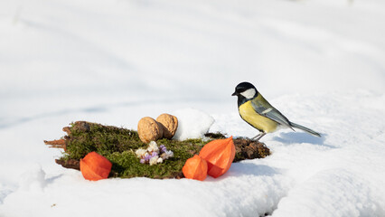 birds in the snow. tit eating a nut in the snow. tit in the snow on a winter day. tit on a white background in the garden on a winter day © Sirochuk