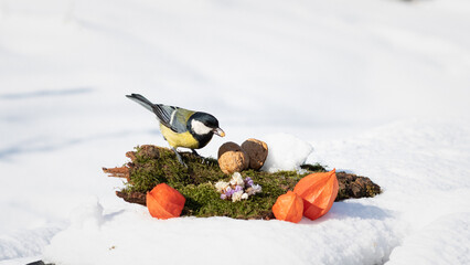 birds in the snow. tit eating a nut in the snow. tit in the snow on a winter day. tit on a white background in the garden on a winter day © Sirochuk