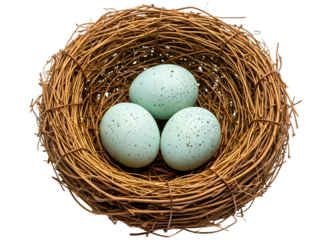 Bird nest with three blue speckled eggs inside isolated on transparent background